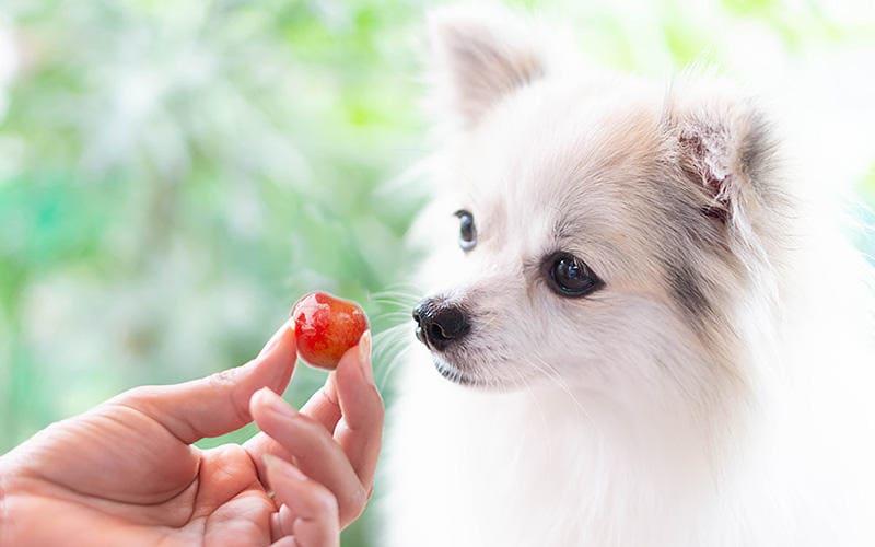 犬がさくらんぼの種を食べたときの症状と応急処置を獣医が解説 ペット保険の Ps保険 少額短期保険ペットメディカルサポート株式会社