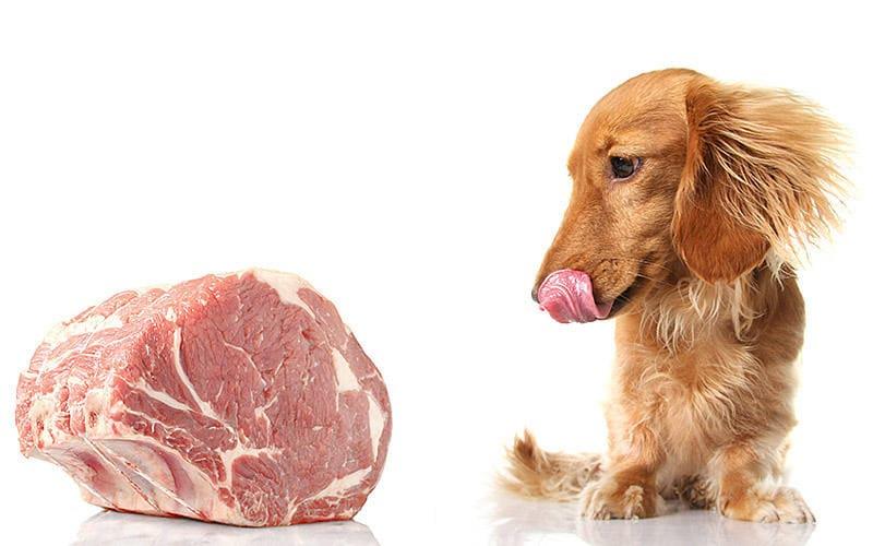 犬が生肉を食べたときの症状と応急処置を獣医が解説