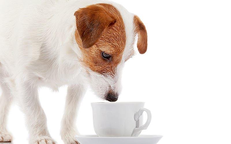 犬がコーヒーを飲んだときの症状と応急処置を獣医が解説