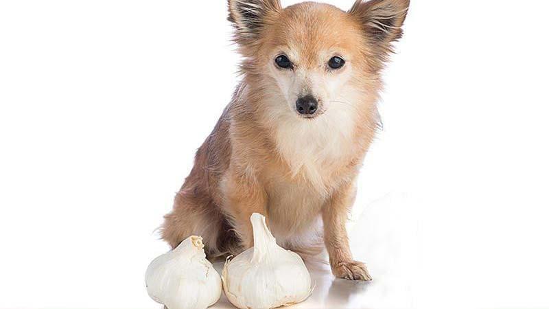 ワンコ　にんにく 犬がにんにくを食べたときの症状と応急処置を獣医が解説 | ペット保険