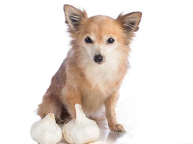 ワンコ　にんにく dog-ngfood012a_4_3.jpg