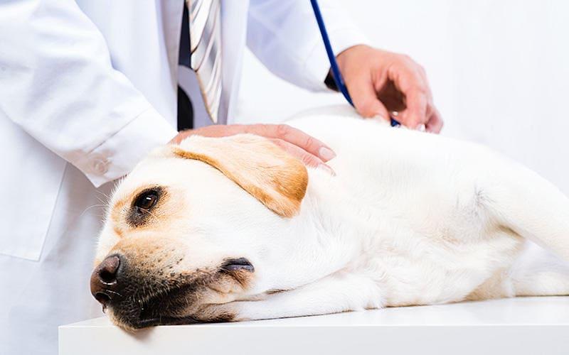 犬がにんにくを食べたときの症状と応急処置を獣医が解説 ペット保険の Ps保険 少額短期保険ペットメディカルサポート株式会社