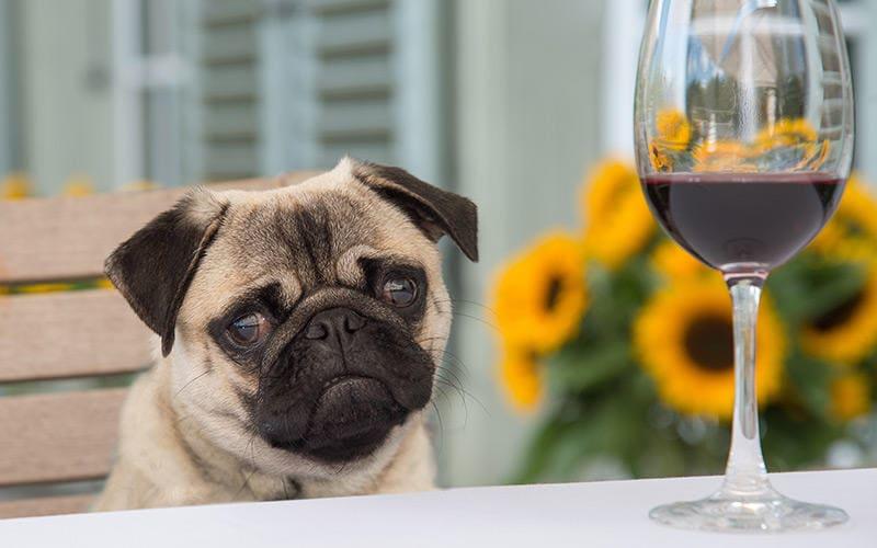 犬がアルコールを飲んだときの症状と応急処置を獣医が解説