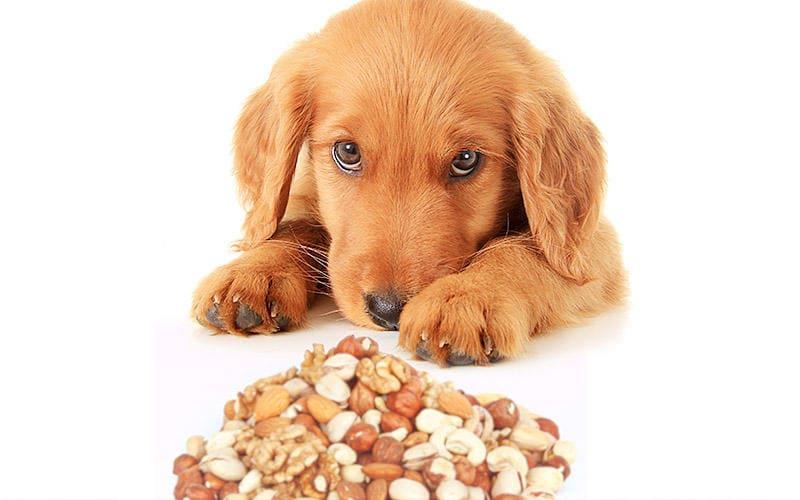 犬がナッツ類を食べたときの症状と応急処置を獣医が解説