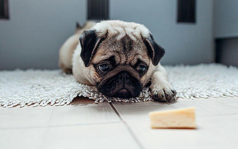 犬が人間用のチーズを食べたときの症状と応急処置を獣医が解説