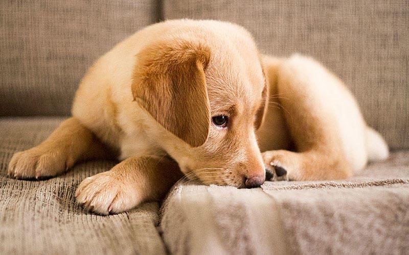 その他の考えられる喘息の引き金