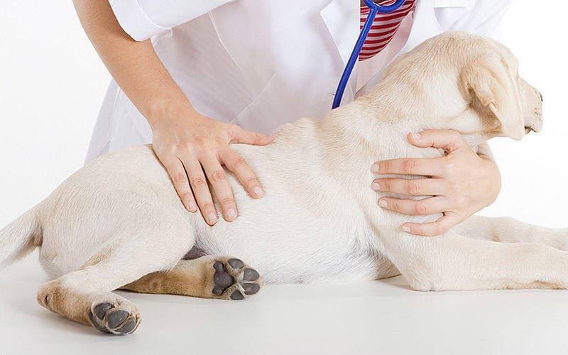 犬がいちじくを食べたときの症状と応急処置を獣医師が解説 ペット保険の Ps保険 少額短期保険ペットメディカルサポート株式会社