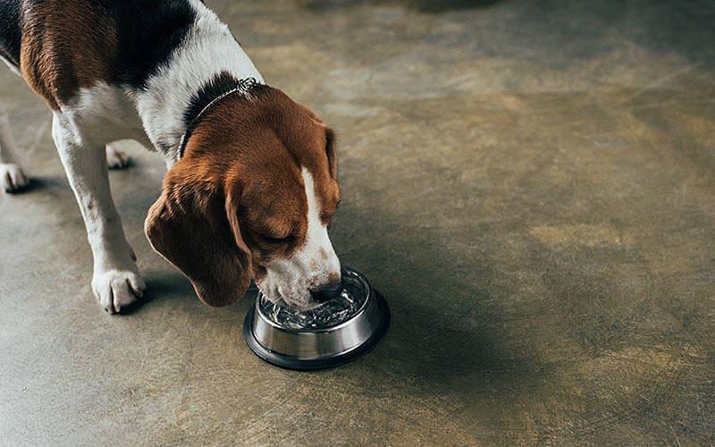 犬が梅干しを食べすぎた 種を飲み込んだときの症状と応急処置を獣医が解説 ペット保険の Ps保険 少額短期保険ペットメディカルサポート株式会社