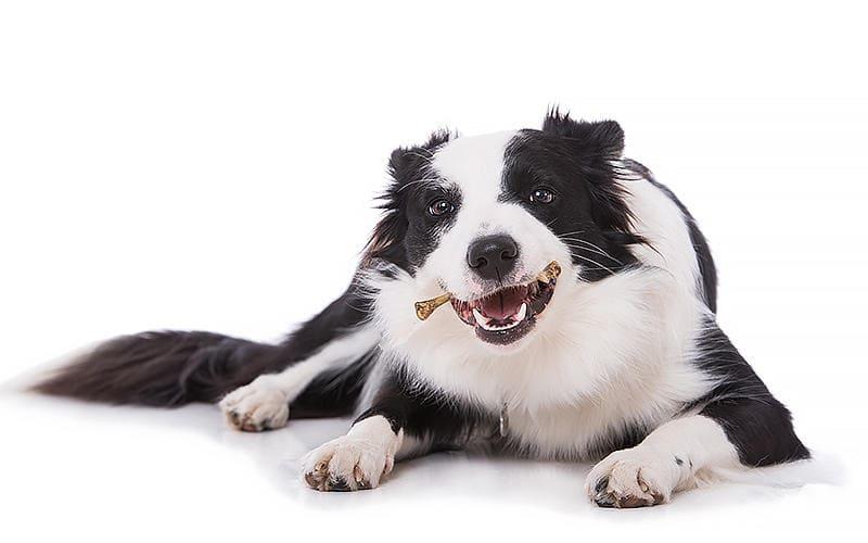 犬が鳥の骨を食べると起こりうる症状と応急処置を獣医が解説