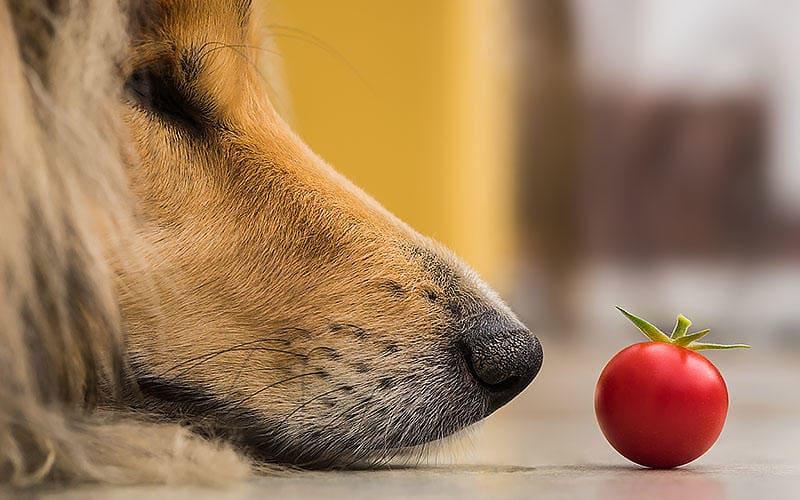 犬がトマトの危険部位を食べたときの症状と応急処置を獣医が解説

