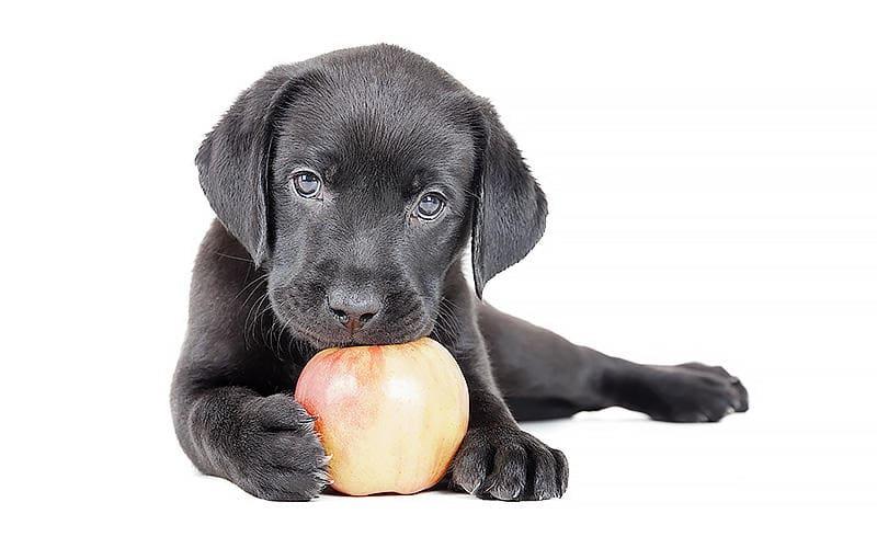 犬にとってりんごの危険な部位を食べたときの症状と応急処置を獣医師が解説 ペット保険の Ps保険 少額短期保険ペットメディカルサポート株式会社