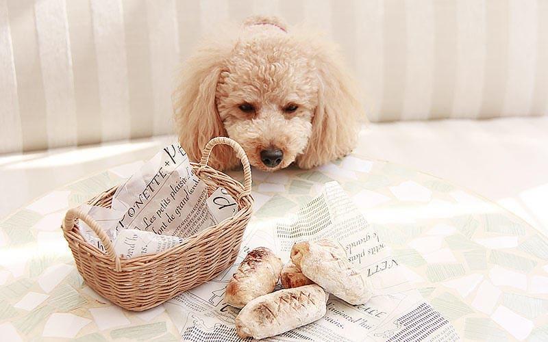 犬がパンを食べると起こりうる症状と応急処置を獣医が解説 ペット保険の Ps保険 少額短期保険ペットメディカルサポート株式会社