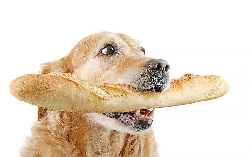 犬にとって危険なパンの種類