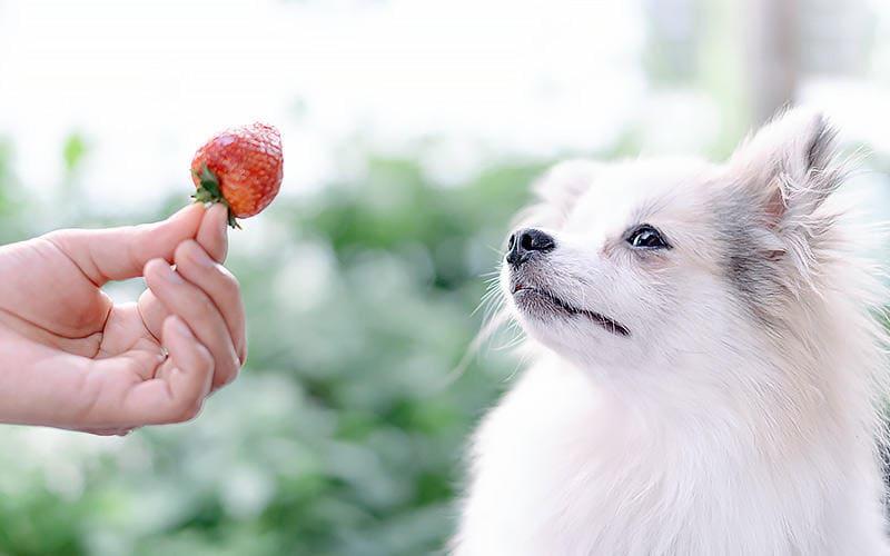 犬がいちごを食べても大丈夫 与え方の注意点を獣医が解説 ペット保険の Ps保険 少額短期保険ペットメディカルサポート株式会社