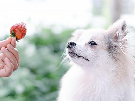 dog-food001a_4_3.jpg
