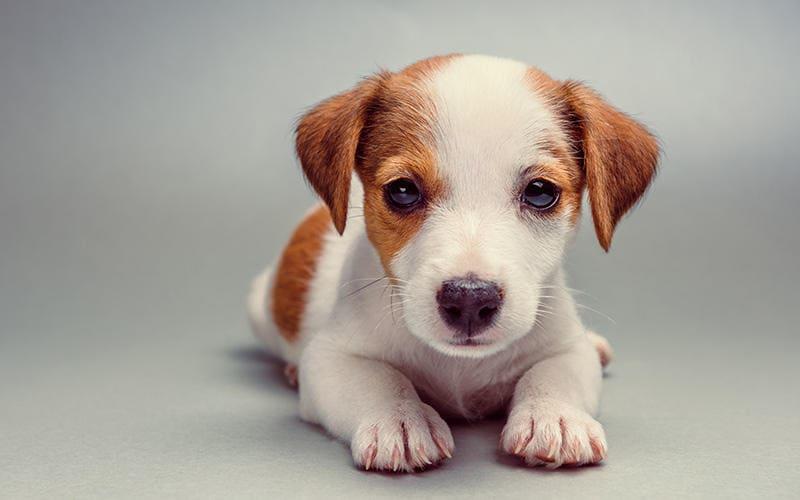 犬がさつまいもを食べても大丈夫 与え方の注意点を獣医が解説 ペット保険の Ps保険 少額短期保険ペットメディカルサポート株式会社
