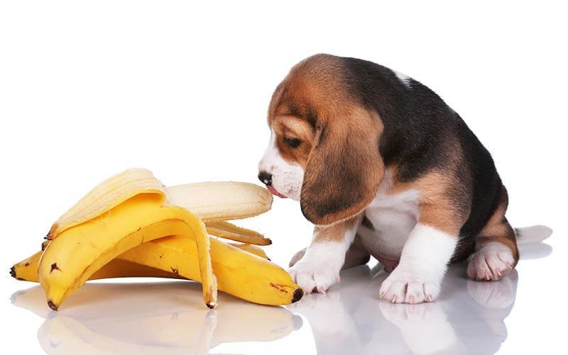 犬がバナナを食べても大丈夫。与え方の注意点を獣医が解説
