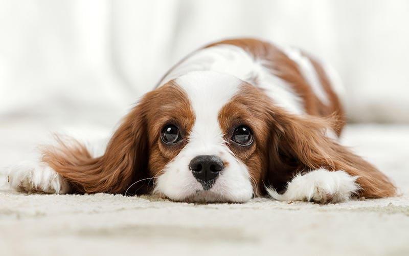 犬がバナナを食べても大丈夫 与え方の注意点を獣医が解説 ペット保険の Ps保険 少額短期保険ペットメディカルサポート株式会社