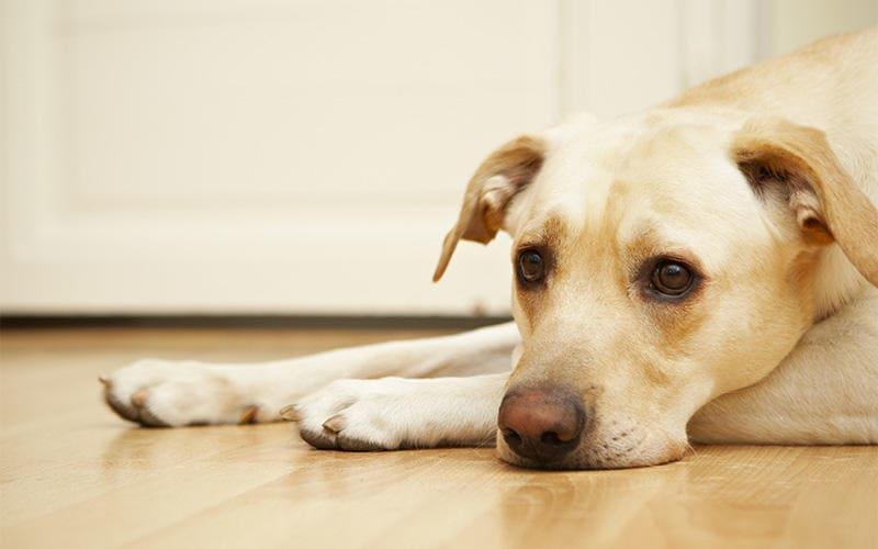 犬がメロンを食べても大丈夫 与え方の注意点を獣医が解説 ペット保険の Ps保険 少額短期保険ペットメディカルサポート株式会社