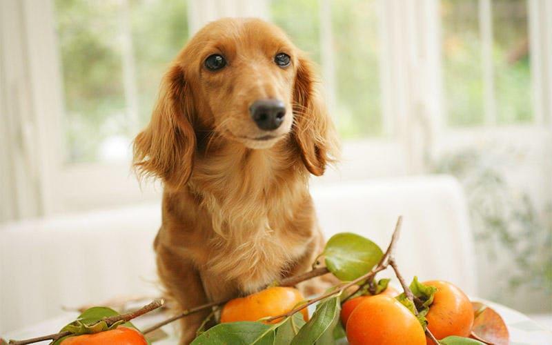 犬が柿を食べても大丈夫。与え方の注意点を獣医が解説  ペット保険の 