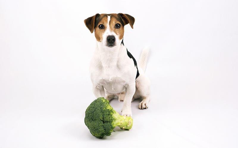 犬がブロッコリーを食べても大丈夫。与え方の注意点を獣医が解説