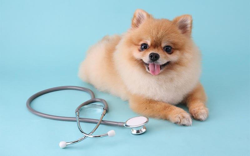 犬がスイカを食べても大丈夫 与え方の注意点を獣医が解説 ペット保険の Ps保険 少額短期保険ペットメディカルサポート株式会社