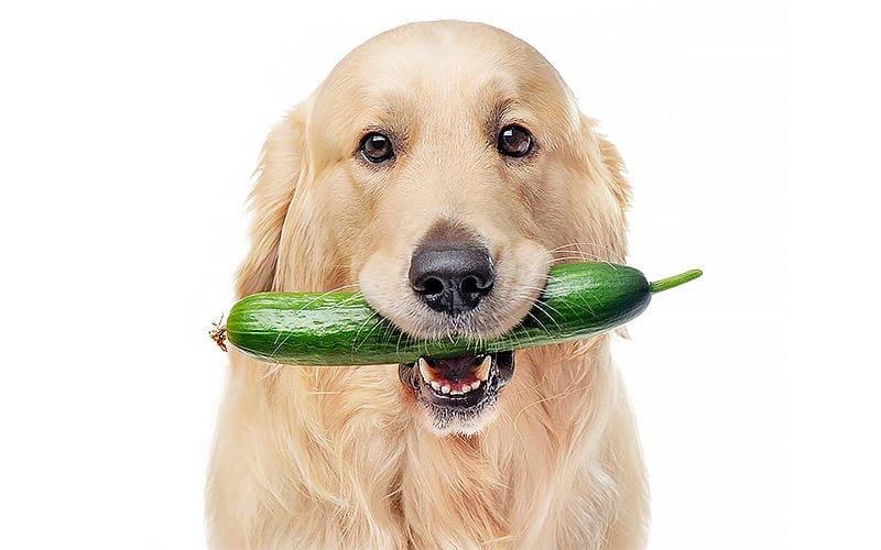 犬がきゅうりを食べても大丈夫。与え方の注意点を獣医が解説