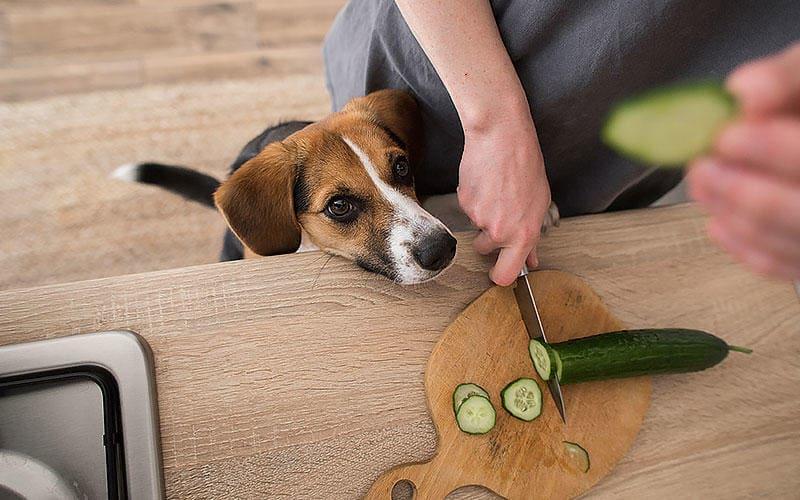 犬がきゅうりを食べても大丈夫 与え方の注意点を獣医が解説 ペット保険の Ps保険 少額短期保険ペットメディカルサポート株式会社