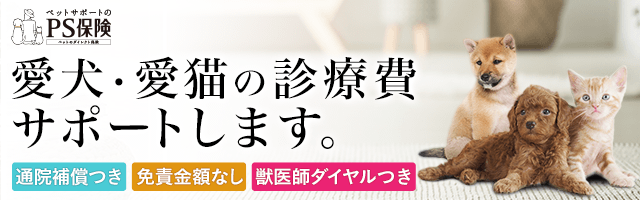 猫の咳の原因とは 病院に連れて行くべき症状を獣医が解説 ペット保険の Ps保険 少額短期保険ペットメディカルサポート株式会社