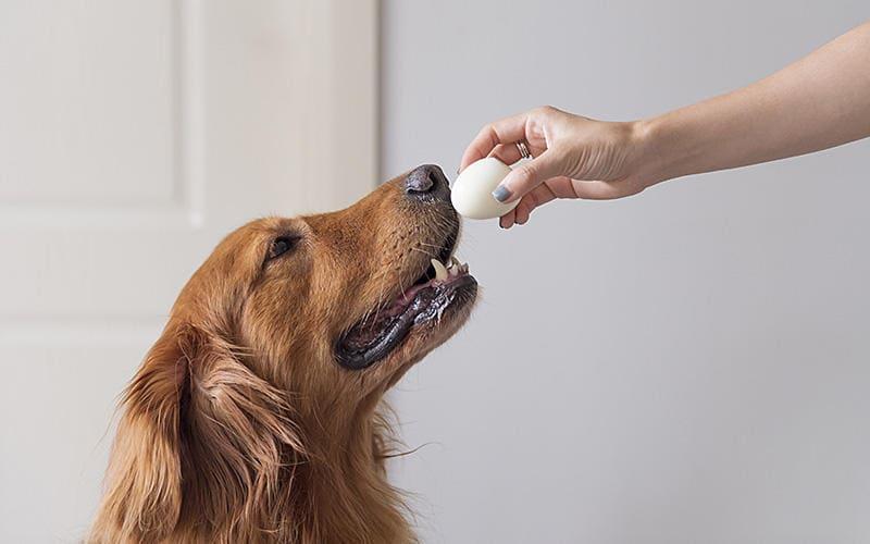 犬が卵を食べても大丈夫 与え方の注意点を獣医が解説 ペット保険の Ps保険 少額短期保険ペットメディカルサポート株式会社