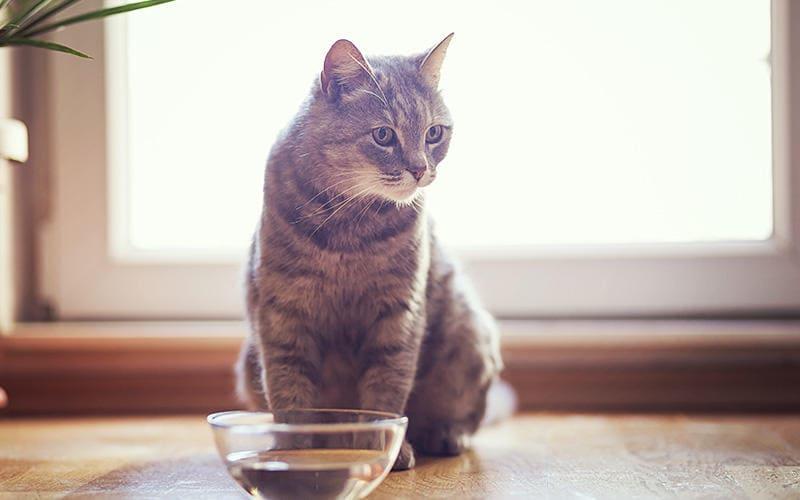 猫が何日も水を飲まない！原因と対処法を獣医師が解説