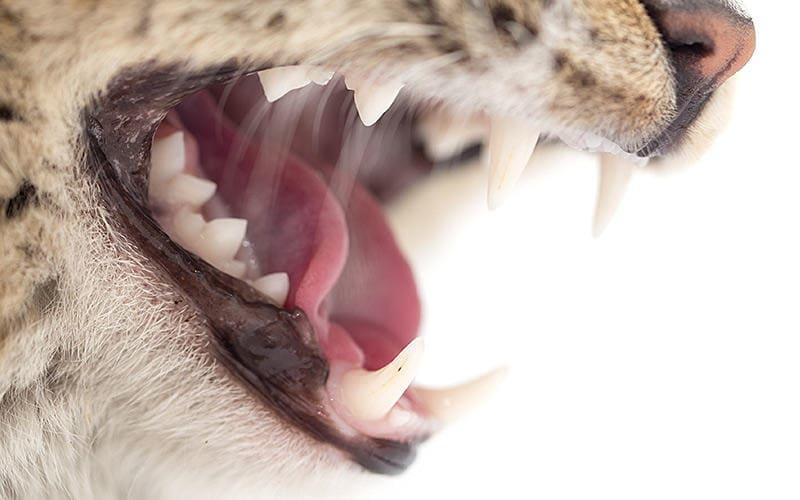 猫の歯が抜ける原因として考えられる病気