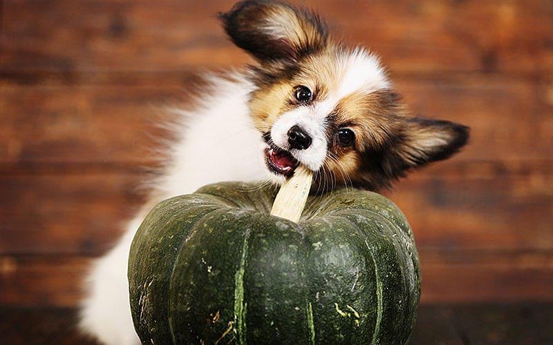 犬がかぼちゃを食べても大丈夫。与え方の注意点を獣医が解説