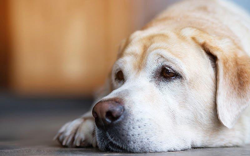 犬がにんじんを食べても大丈夫 与え方の注意点を獣医が解説 ペット保険の Ps保険 少額短期保険ペットメディカルサポート株式会社