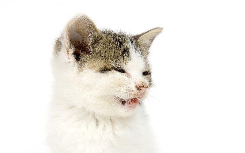 猫のくしゃみの原因として考えられる病気とは？
