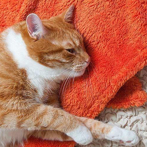 猫の元気がない原因とは？病院に連れて行くべき症状を獣医師が解説 