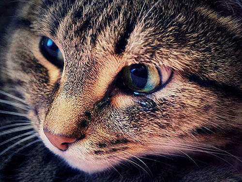 猫が涙を流す理由とは？考えられる原因と対処法を獣医師が解説