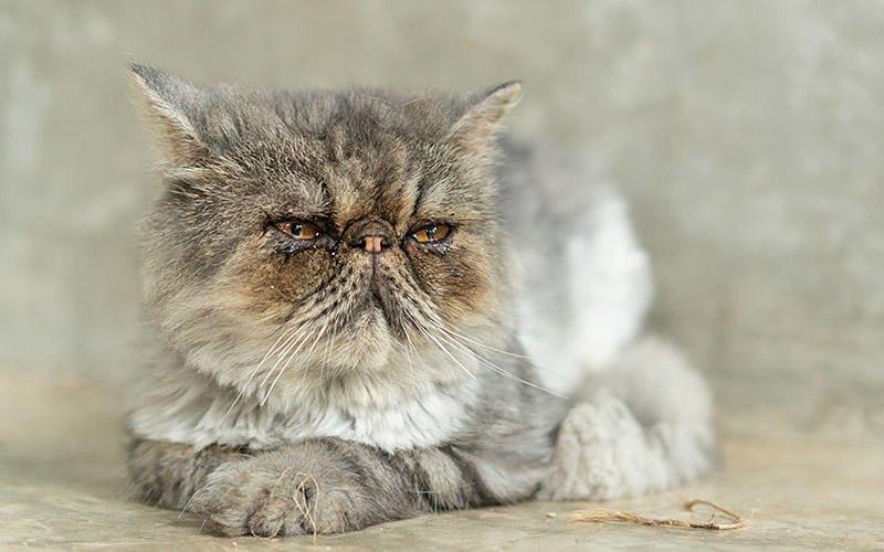 猫が涙を流す原因として考えられる病気とは？