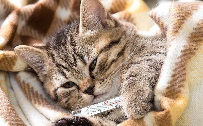 猫の熱が高い、発熱する原因とは？病院に連れて行くべき症状を獣医が解説