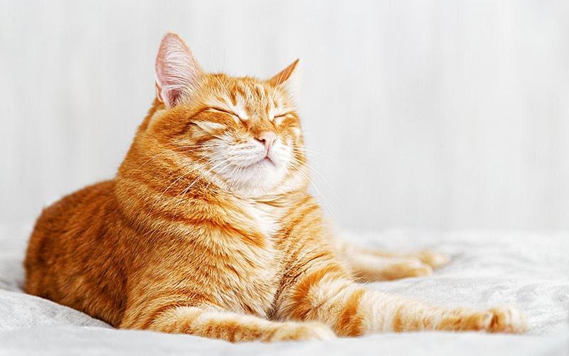 猫の目が赤い、充血している原因とは？病院に連れて行くべき症状を獣医が解説