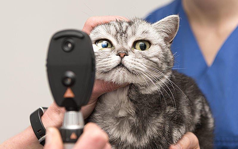 猫の目が赤い 充血している原因とは 病院に連れて行くべき症状を獣医が解説 ペット保険の Ps保険 少額短期保険ペットメディカルサポート株式会社