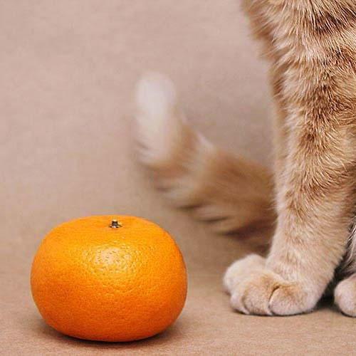 ねこみかん cat-ngfood009a_1_1.jpg