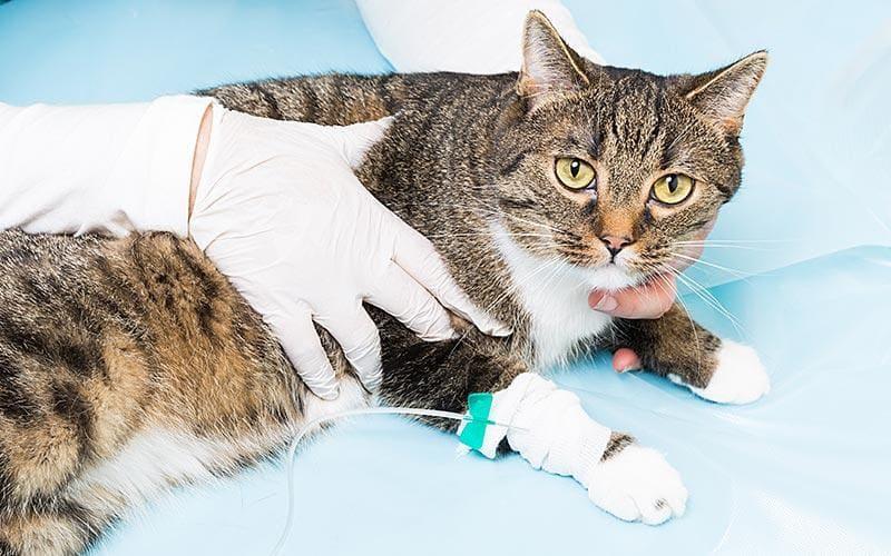 猫がみかんの皮を食べてしまったときの病院での対処法
