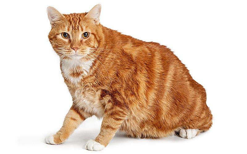 猫が太る、肥満になる原因とは？病院に連れて行くべき症状を獣医が解説