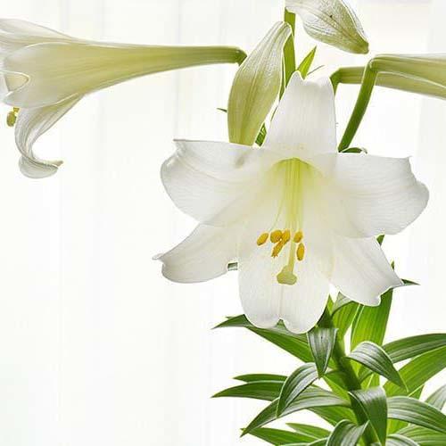 蝶々 百合 花 猫 5個セット ss-jyakouageha250922-2ad.jpg