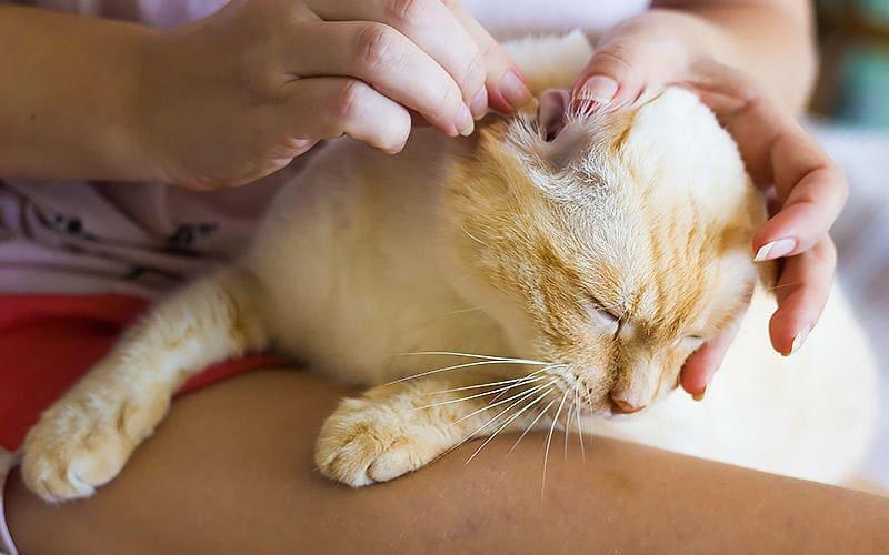 猫の耳が臭い 耳垢が多い原因とは 病院に連れて行くべき症状を獣医が解説 ペット保険の Ps保険 少額短期保険ペットメディカルサポート株式会社