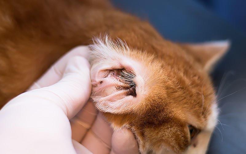 猫の耳が臭い、耳垢が多い原因として考えられる病気