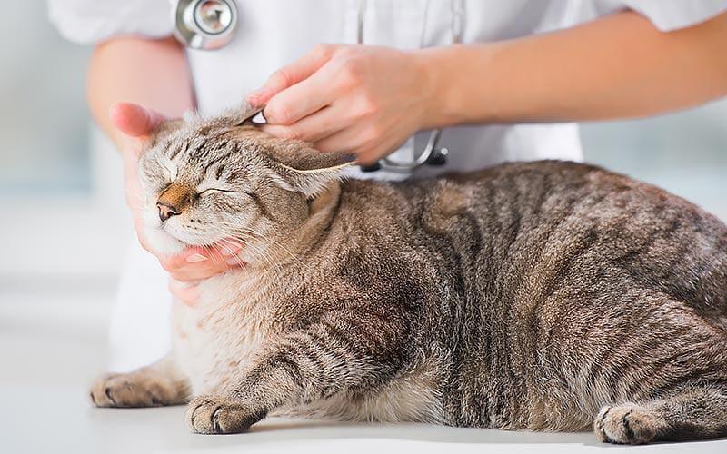 猫の耳が臭い 耳垢が多い原因とは 病院に連れて行くべき症状を獣医が解説 ペット保険の Ps保険 少額短期保険ペットメディカルサポート株式会社