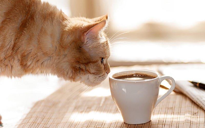 猫がコーヒーを飲んだときの症状と応急処置を獣医師が解説
