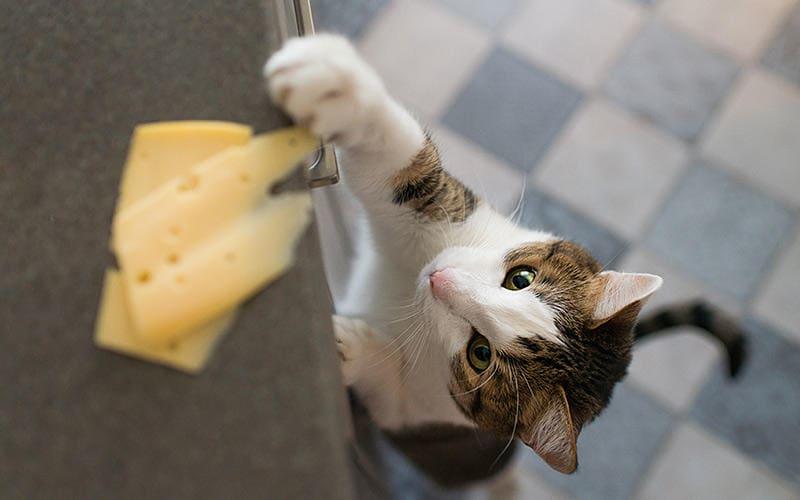 猫が人間用のチーズを食べたときの症状と応急処置を獣医が解説